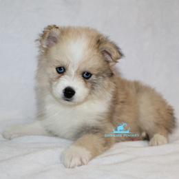 Pomsky Puppies from Mischa Nelson