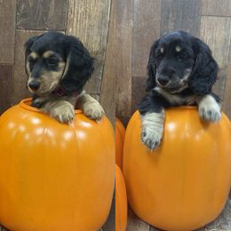Dachshund Puppies from Brittany Barks
