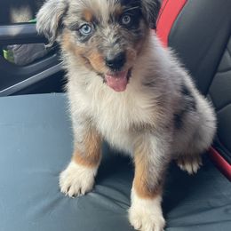 Australian Shepherd Puppies from Baker Green Hill Aussies