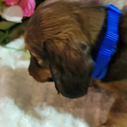 Dachshund Puppies from CLARK'S BREEDING PROGRAM