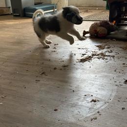 Boy2 - White and blue male Border Collie puppy in Defuniak Springs, Florida from Blue Cypress Stock dogs