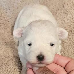 Little Boy - White male Maltipoo puppy in Palm Coast, Florida from Doggies4you