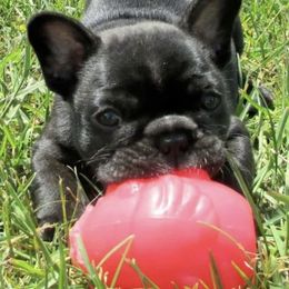 French Bulldogs from SullyBee French Bulldogs