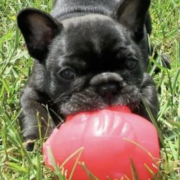 French Bulldogs from SullyBee French Bulldogs
