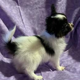 Sophi - White black and tan female Papillon puppy in Salina, Utah from Desert Mountain Papillons