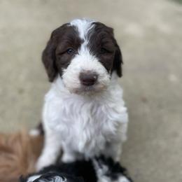 Edith - Parti female Goldendoodle puppy in Stafford, Virginia from Morris Doodles Virginia