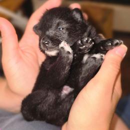 Batman - Black male Pomeranian puppy in Mays Landing, New Jersey from KB Pom Pups