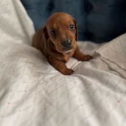 Sally - Red female Dachshund puppy in Nuevo, California from Weenie Hut Jrs