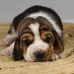 Max - Black white and brown male Basset Hound puppy in Idaho from Welcome Home Bassets