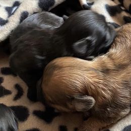 Shihpoos and Shih Tzus from Thunder Doodle Kennels