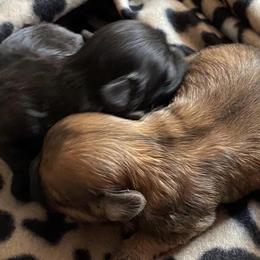 Shihpoos and Shih Tzus from Thunder Doodle Kennels