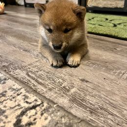 Shiba Inu Puppies from Animal Farm Shiba Inus & Mameshibas