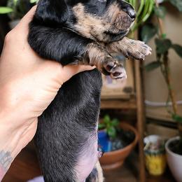 Black and tan boy 1 - Black and tan male Dachshund puppy in Port Orchard, Washington from Haus of Wiener Schnitzel