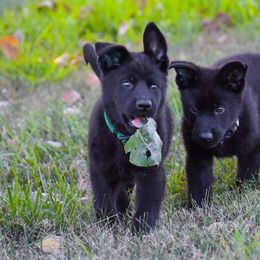German Shepherd Puppies from Schroderhaus