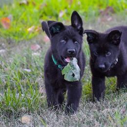 German Shepherd Puppies from Schroderhaus
