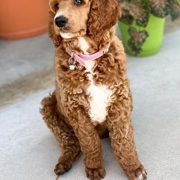 Poodle Puppies from Charleston Reds Standard Poodles