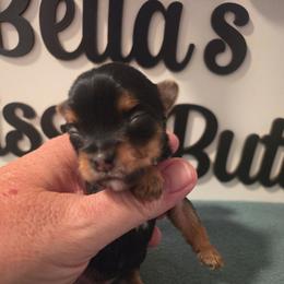 Eden - Black and tan female Yorkshire Terrier puppy in Clermont, Florida from Bella's Prissy Butts