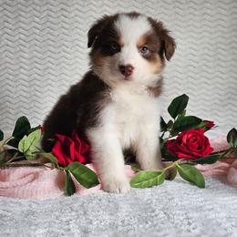 Rhett - Red tri-color male Australian Shepherd puppy in Mountain Grove, Missouri from K Bar H Farms