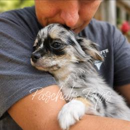 Hendrix - Merle male Chihuahua puppy in Bowdon, Georgia from Paschal's Pups