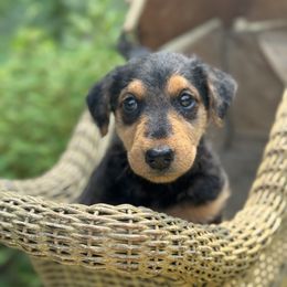 Poppy aka Miss Brown - Black and tan female Airedale Terrier puppy in Mooresville, North Carolina from Farm 55