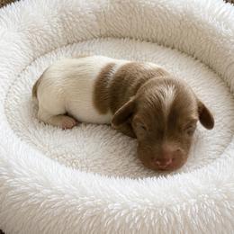 Beau - Piebald male Dachshund puppy in Lakeland, Florida from Queens of the South