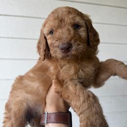Orange - Apricot female Goldendoodle puppy in Shingle Springs, California from California Double Doodles
