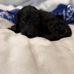 Cocoa - Phantom male Poodle puppy in Poplarville, Mississippi from Southern Belle Poodles