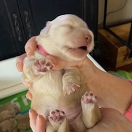 Rosie - Cream Dachshund puppy in Virginia Beach, Virginia from Virginia Creams - Dachshunds