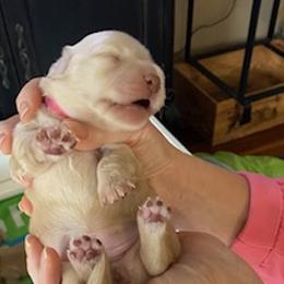 Rosie - Cream Dachshund puppy in Virginia Beach, Virginia from Virginia Creams - Dachshunds