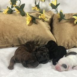 Goldendoodle and Springerdoodle Puppies from Springerdoodles Plus AZ