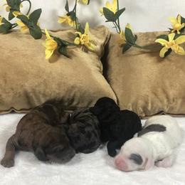 Goldendoodle and Springerdoodle Puppies from Springerdoodles Plus AZ