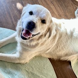 Willow - Golden Retriever