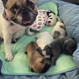 French Bulldog Puppies from The Frenchie Lady Co.