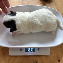 Tiny toad - Black brown and white male Papillon puppy in Middleville, Michigan from Cheryl's Papillons