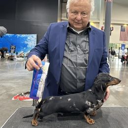 Screech - Dachshund