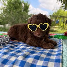 Zinnia - Red female Aussiedoodle puppy in Hopkins, Missouri from Mowry Creek Mini Aussiedoodles and More