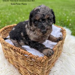 Chicken in a Biscuit - Merle male Goldendoodle puppy in Grove, Oklahoma from Guinn Family Farms
