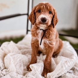 Stetson - Cream male Labradoodle puppy in Elizabeth City, North Carolina from Howdy Doodles