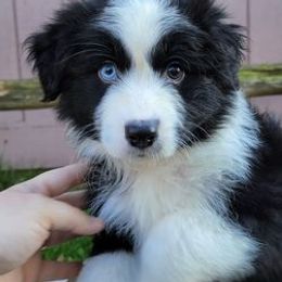 Australian Shepherds from Ritterbeck Aussies