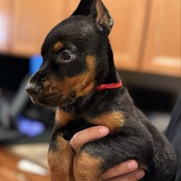 Raphael - Black and rust male Doberman Pinscher puppy in Bruce Township, Michigan from Eminent Dobermans