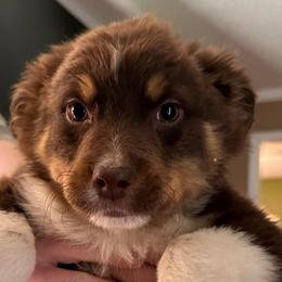 Magnus - Red tri-color male Australian Shepherd puppy in Albertville, Alabama from Salt Creek Aussies