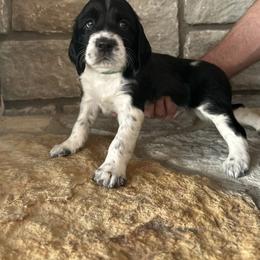 Green - Black and white male English Springer Spaniel puppy in Cincinnati, Ohio from Torco Play Acres