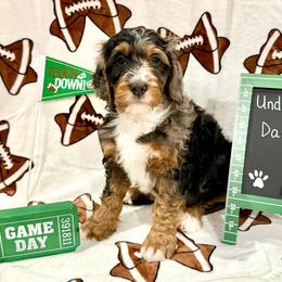 Davis - male Golden Mountain Doodle puppy in Victoria, Texas from Deidre's Doodles