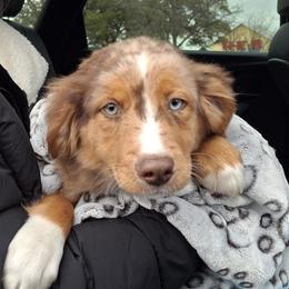 Miniature Australian Shepherd Puppies from Aussies Acre