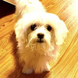 Morkies from Billy's Morkies