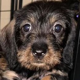 Purple Collar Girl - Dachshund puppy from HighStyle Dachshunds