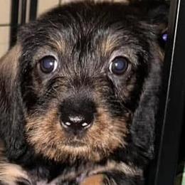 Purple Collar Girl - Dachshund puppy from HighStyle Dachshunds