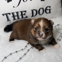 Toast - Chocolate sable male Pomeranian puppy in Clarksville, Tennessee from Bee Mine Maltipoos and Pomeranians