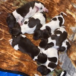 German Shorthaired Pointer Puppies from Emily's GSPs
