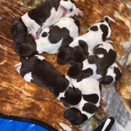 German Shorthaired Pointer Puppies from Emily's GSPs
